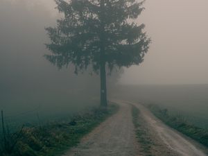 Preview wallpaper path, tree, fog, nature, landscape