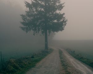 Preview wallpaper path, tree, fog, nature, landscape