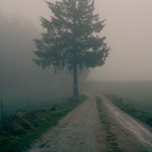 Preview wallpaper path, tree, fog, nature, landscape