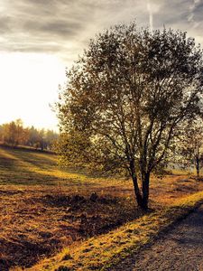 Preview wallpaper path, tree, slope, sun, beams, light, soil, colors, shadows