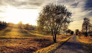 Preview wallpaper path, tree, slope, sun, beams, light, soil, colors, shadows