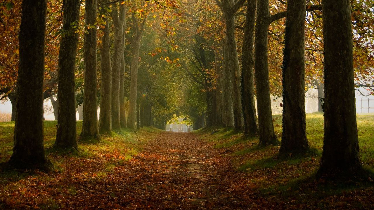 Wallpaper path, trees, autumn, alley, nature