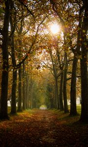 Preview wallpaper path, trees, autumn, alley, nature