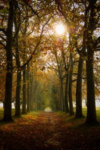 Preview wallpaper path, trees, autumn, alley, nature