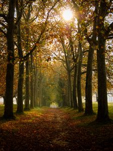 Preview wallpaper path, trees, autumn, alley, nature