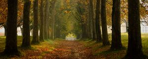 Preview wallpaper path, trees, autumn, alley, nature