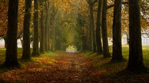 Preview wallpaper path, trees, autumn, alley, nature