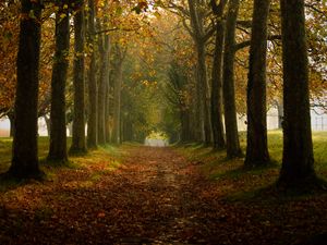 Preview wallpaper path, trees, autumn, alley, nature