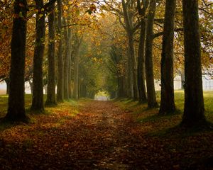 Preview wallpaper path, trees, autumn, alley, nature