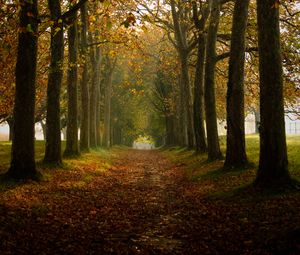 Preview wallpaper path, trees, autumn, alley, nature