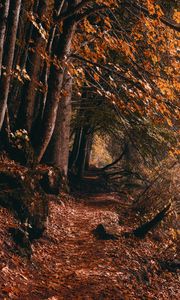 Preview wallpaper path, trees, autumn, forest