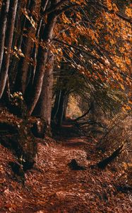 Preview wallpaper path, trees, autumn, forest
