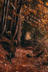 Preview wallpaper path, trees, autumn, forest