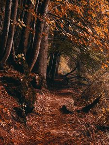 Preview wallpaper path, trees, autumn, forest