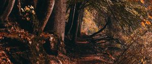 Preview wallpaper path, trees, autumn, forest