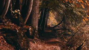 Preview wallpaper path, trees, autumn, forest