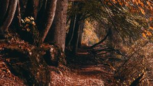 Preview wallpaper path, trees, autumn, forest