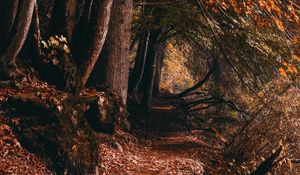 Preview wallpaper path, trees, autumn, forest