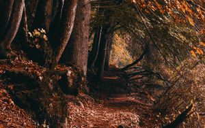 Preview wallpaper path, trees, autumn, forest