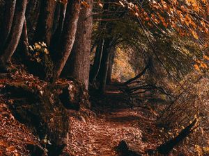 Preview wallpaper path, trees, autumn, forest