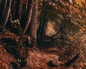 Preview wallpaper path, trees, autumn, forest