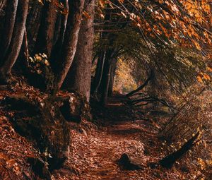 Preview wallpaper path, trees, autumn, forest