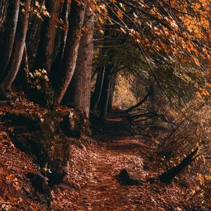 Preview wallpaper path, trees, autumn, forest