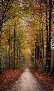 Preview wallpaper path, trees, autumn, park, nature