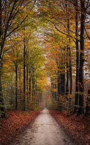 Preview wallpaper path, trees, autumn, park, nature