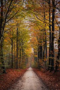 Preview wallpaper path, trees, autumn, park, nature