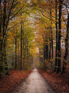 Preview wallpaper path, trees, autumn, park, nature