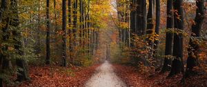 Preview wallpaper path, trees, autumn, park, nature