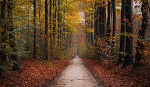 Preview wallpaper path, trees, autumn, park, nature