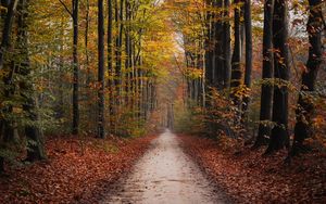 Preview wallpaper path, trees, autumn, park, nature