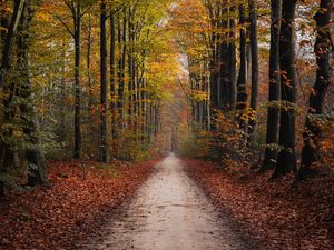 Preview wallpaper path, trees, autumn, park, nature