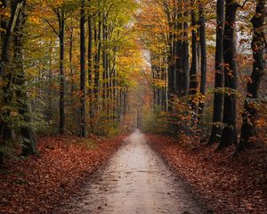 Preview wallpaper path, trees, autumn, park, nature
