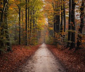 Preview wallpaper path, trees, autumn, park, nature