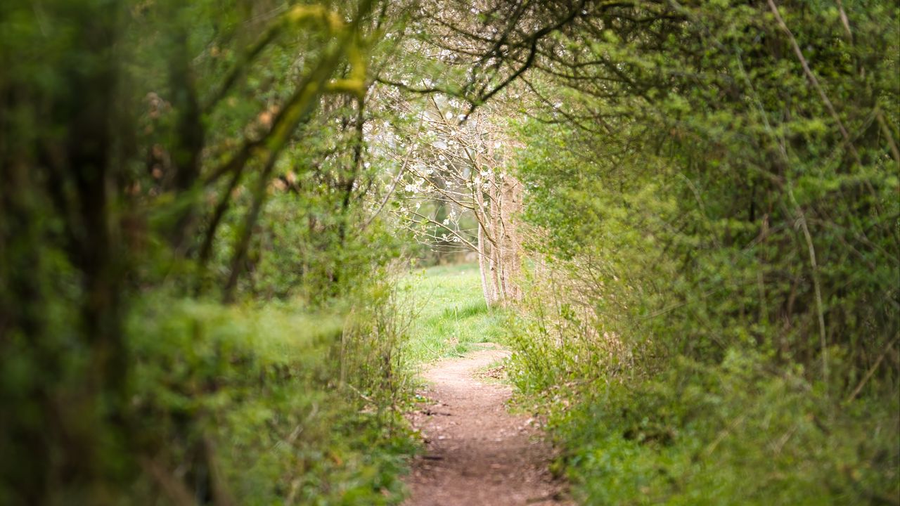 Wallpaper path, trees, bushes, greenery, nature