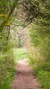 Preview wallpaper path, trees, bushes, greenery, nature