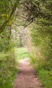 Preview wallpaper path, trees, bushes, greenery, nature