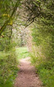Preview wallpaper path, trees, bushes, greenery, nature