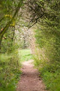 Preview wallpaper path, trees, bushes, greenery, nature