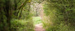 Preview wallpaper path, trees, bushes, greenery, nature