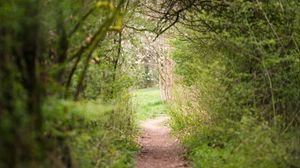 Preview wallpaper path, trees, bushes, greenery, nature