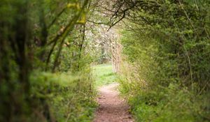 Preview wallpaper path, trees, bushes, greenery, nature