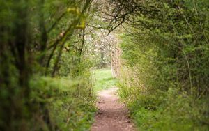 Preview wallpaper path, trees, bushes, greenery, nature