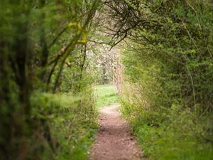 Preview wallpaper path, trees, bushes, greenery, nature