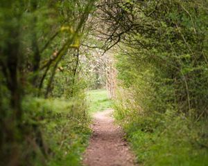 Preview wallpaper path, trees, bushes, greenery, nature
