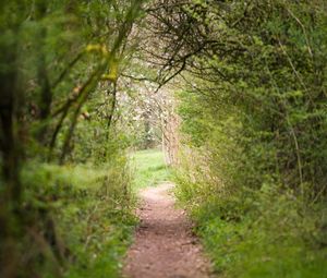 Preview wallpaper path, trees, bushes, greenery, nature