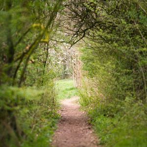 Preview wallpaper path, trees, bushes, greenery, nature